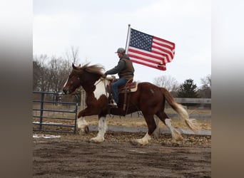 Gypsy Horse Mix, Gelding, 7 years, 16,3 hh, Chestnut