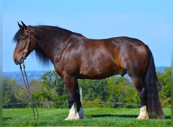 Gypsy Horse, Gelding, 7 years, Bay