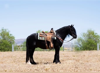 Gypsy Horse, Gelding, 7 years, Black