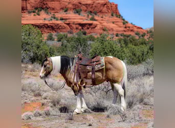 Gypsy Horse Mix, Gelding, 7 years