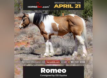 Gypsy Horse Mix, Gelding, 7 years