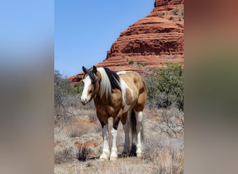Gypsy Horse Mix, Gelding, 7 years