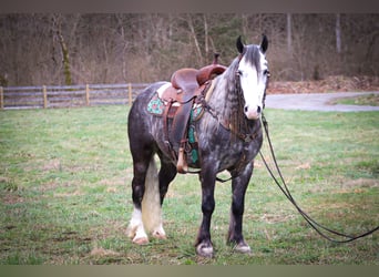 Gypsy Horse, Gelding, 7 years, Gray-Dapple