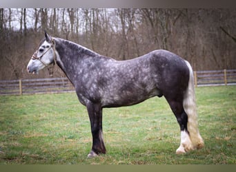 Gypsy Horse, Gelding, 7 years, Gray-Dapple