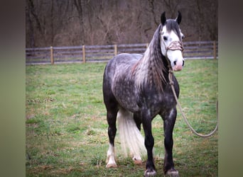 Gypsy Horse, Gelding, 7 years, Gray-Dapple