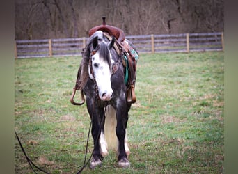 Gypsy Horse, Gelding, 7 years, Gray-Dapple