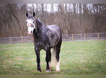 Gypsy Horse, Gelding, 7 years, Gray-Dapple