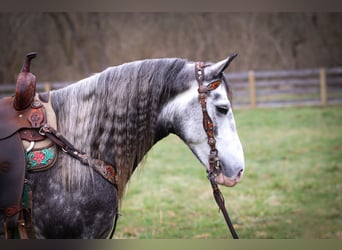 Gypsy Horse, Gelding, 7 years, Gray-Dapple