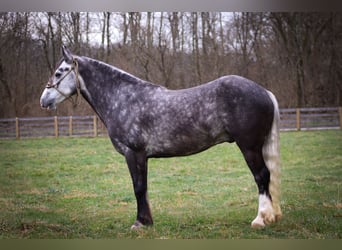 Gypsy Horse, Gelding, 7 years, Gray-Dapple