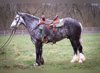 Gypsy Horse, Gelding, 7 years, Gray-Dapple