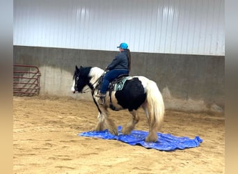 Gypsy Horse, Gelding, 7 years, Pinto