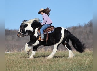 Gypsy Horse, Gelding, 7 years, Tobiano-all-colors
