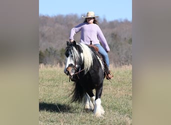 Gypsy Horse, Gelding, 7 years, Tobiano-all-colors