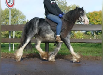 Gypsy Horse, Gelding, 8 years, 12.1 hh, Gray-Dark-Tan