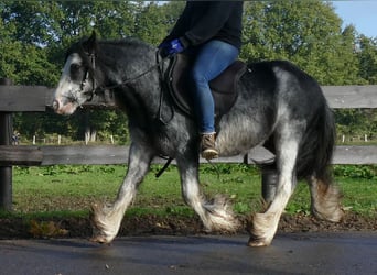 Gypsy Horse, Gelding, 8 years, 12.1 hh, Gray-Dark-Tan
