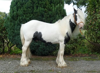 Gypsy Horse, Gelding, 8 years, 12.1 hh, Pinto