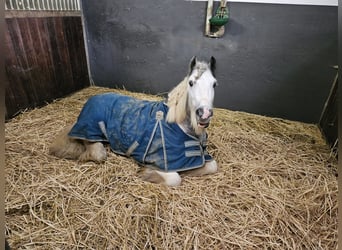 Gypsy Horse, Gelding, 8 years, 12.2 hh, Gray-Blue-Tan