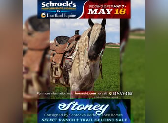 Gypsy Horse Mix, Gelding, 8 years, 12,2 hh, Gray