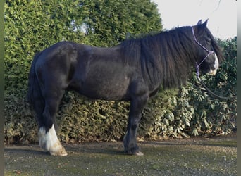 Gypsy Horse, Gelding, 8 years, 13.1 hh, Black