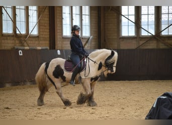 Gypsy Horse, Gelding, 8 years, 13.1 hh, Pinto