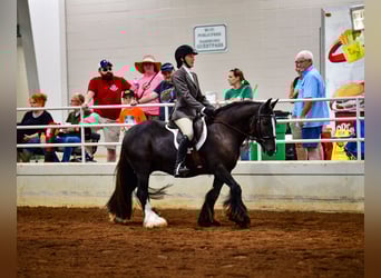 Gypsy Horse, Gelding, 8 years, 13.2 hh, Black