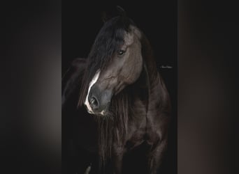 Gypsy Horse, Gelding, 8 years, 13.2 hh, Black