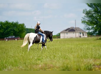 Gypsy Horse Mix, Gelding, 8 years, 13.2 hh, Pinto
