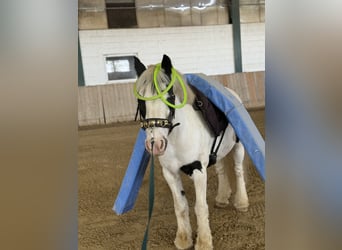 Gypsy Horse, Gelding, 8 years, 13 hh, Pinto