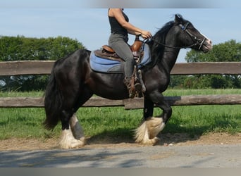 Gypsy Horse, Gelding, 8 years, 13,2 hh, Black
