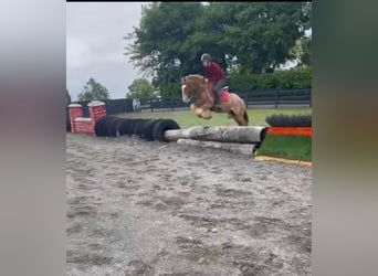 Gypsy Horse, Gelding, 8 years, 13,2 hh, Roan-Red