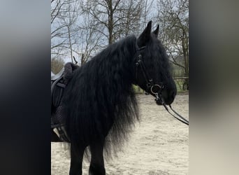 Gypsy Horse, Gelding, 8 years, 14.1 hh, Black