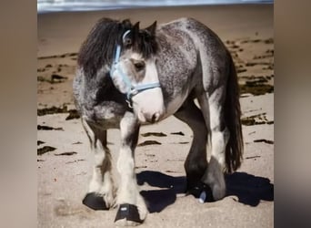 Gypsy Horse, Gelding, 8 years, 14.1 hh, Roan-Blue