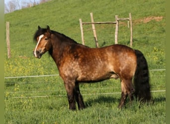 Gypsy Horse, Gelding, 8 years, 14,2 hh, Buckskin