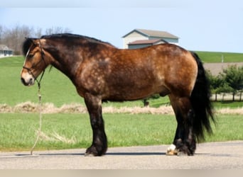 Gypsy Horse, Gelding, 8 years, 14,2 hh, Buckskin