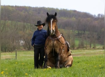 Gypsy Horse, Gelding, 8 years, 14,2 hh, Buckskin