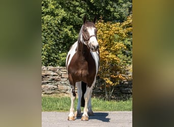 Gypsy Horse, Gelding, 8 years, 14,2 hh, Tobiano-all-colors