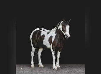 Gypsy Horse, Gelding, 8 years, 14,2 hh, Tobiano-all-colors