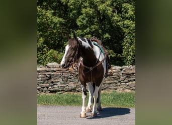 Gypsy Horse, Gelding, 8 years, 14,2 hh, Tobiano-all-colors