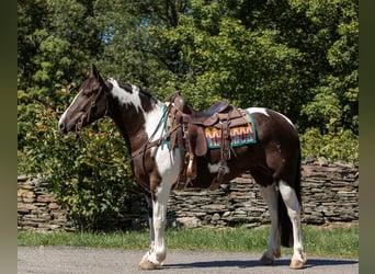 Gypsy Horse, Gelding, 8 years, 14,2 hh, Tobiano-all-colors