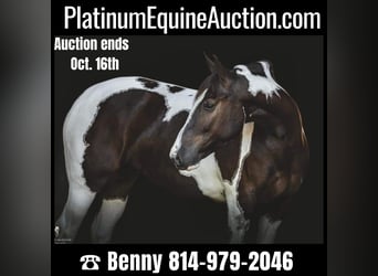 Gypsy Horse, Gelding, 8 years, 14,2 hh, Tobiano-all-colors