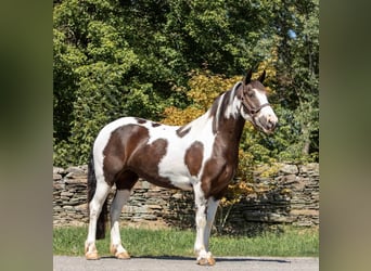 Gypsy Horse, Gelding, 8 years, 14,2 hh, Tobiano-all-colors