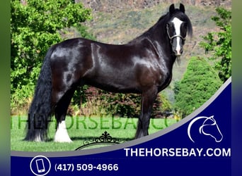 Gypsy Horse, Gelding, 8 years, 14.3 hh, Black