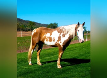 Gypsy Horse, Gelding, 8 years, 14,3 hh, Palomino