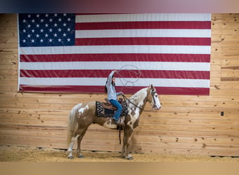 Gypsy Horse, Gelding, 8 years, 14,3 hh, Palomino