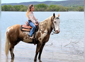 Gypsy Horse, Gelding, 8 years, 14,3 hh, Palomino