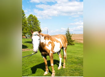 Gypsy Horse, Gelding, 8 years, 14,3 hh, Palomino