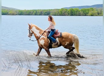 Gypsy Horse, Gelding, 8 years, 14,3 hh, Palomino