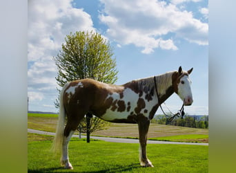 Gypsy Horse, Gelding, 8 years, 14,3 hh, Palomino