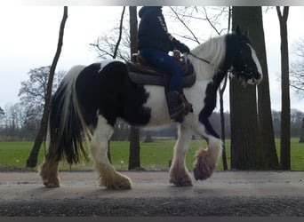 Gypsy Horse, Gelding, 8 years, 14.3 hh, Pinto