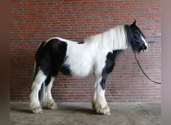Gypsy Horse, Gelding, 8 years, 14.3 hh, Pinto